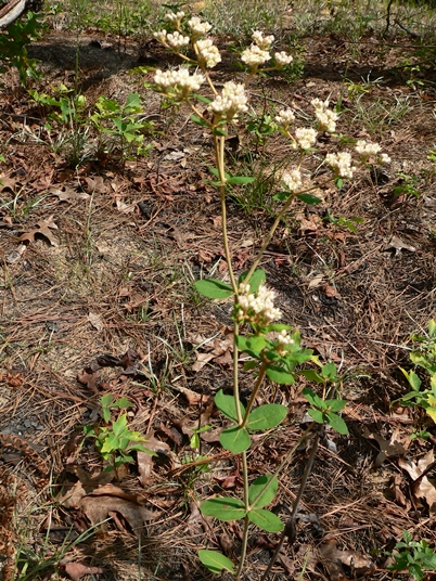{Eriogonum tomentosum}